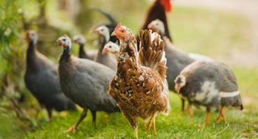 Jak chovat perličky a kuřata ve stejné místnosti?